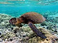 Image 24Green sea turtle
