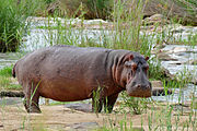 Gray hippo