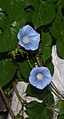 Blue morning glory (Ipomoea hederacea)
