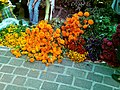 Mexican marigolds (orange, center) in Tepoztlán, Morelos