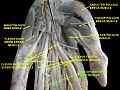 Flexor digitorum profundus muscle