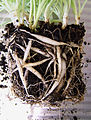 Fleshy tuberous roots of C. comosum