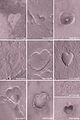 "Heart-shaped" features on Mars (MGS, MOC; February 14, 2004).