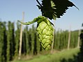 Image 37 Credit: LuckyStarr Hops are a flower used primarily as a flavouring and stability agent in beer. The principal production centres for the UK are in Kent. More about Hops... (from Portal:Kent/Selected pictures)