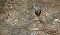 Binocellate cobra