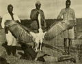 Large marabou stork, British East Africa