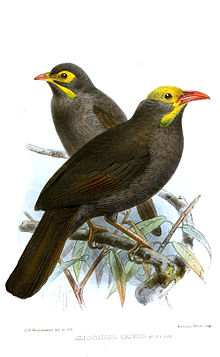 painting depicted adult bare-headed laughingthrush in foreground and juvenile in background