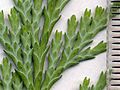 Image 25Cupressaceae: scale leaves of Lawson's cypress (Chamaecyparis lawsoniana); scale in mm (from Conifer)