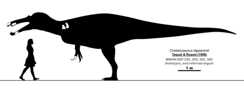 Cristatusaurus skeletal and size comparison