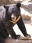 Formosan black bear.