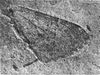 A fossilized forewing of Hydriomena? protrita