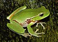 Image 6Leaf green tree frog