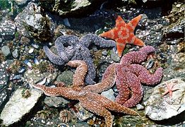 Starfish of varied colours
