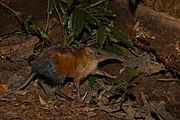 Brown and gray elephant shrew