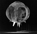 Image 33Operation Tumbler-Snapper, by Lawrence Livermore National Laboratory (from Wikipedia:Featured pictures/Sciences/Others)