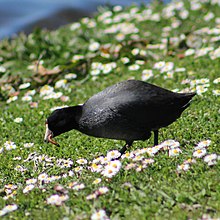 American coot in a field of flowers next to a lake catches a worm