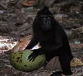 A celebes macaque trying to eat coconut at the Tangkoko National Park, Sulawesi, Indonesia