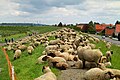 Sheep grazing on the Grünendeich Elbe levee