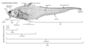 Image 73An annotated diagram of the basic external features of an abyssal grenadier and standard length measurements. (from Deep-sea fish)