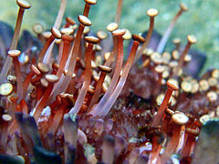 The shingle urchin (Colobocentrotus atratus) has among the most powerful podia of all echinoderms.