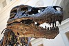 Sue, a Tyrannosaurus rex specimen discovered in South Dakota