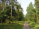 A forest view at Schildhornweg
