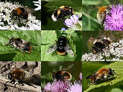 Bumblebee-mimicking Volucella bombylans
