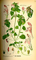 Lamium purpureum, Flora von Deutschland, Österreich und der Schweiz 1885