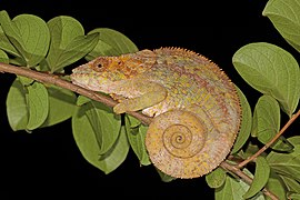 Short-horned chameleon (Calumma brevicorne) female Andasibe