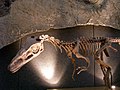 Theropod exhibited in Italy