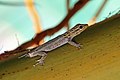 Image 6White-headed dwarf gecko