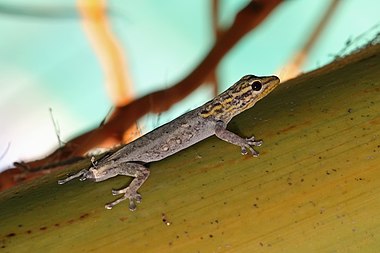White-headed dwarf gecko with missing tail