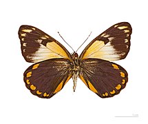 Male - ventral side