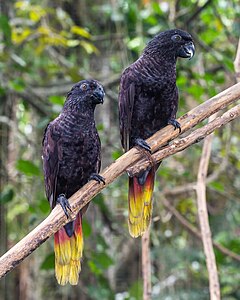 Black lories, by Crisco 1492