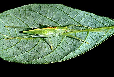 Paraphisis sp. (Meconematinae)
