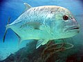 Image 25Giant trevally are great gamefish found in Indo-Pacific tropical waters. They are powerful apex predators in most of their habitats, hunting both individually and in schools. (from Coastal fish)