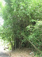 Bamboo in Sector Santo Domingo