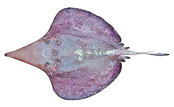Unlike other rays, sixgill stingrays (Hexatrygon bickelli) have six rather than five pairs of gill slits.