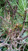 Larval clusters on dwarf mugo pine