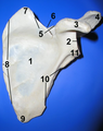 Anterior surface of left scapula. Infraglenoid tubercle is "11"