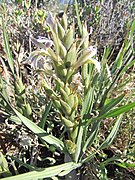 Babiana planifolia