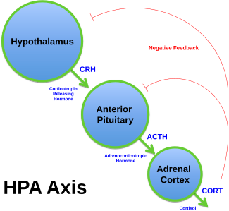 Diagram of the HPA axis