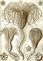 Crinoidea ; Pentacrinus