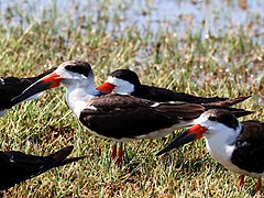 Black skimmers at Flamingo campground