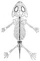 Amphibamus grandiceps skeleton