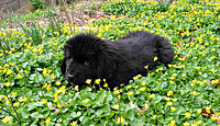 An eight-week-old Newfoundland puppy