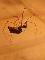 A marbled cellar spider (Holocnemus pluchei) carrying prey.