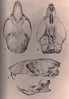 Rodent skull, seen from above, below, and the left