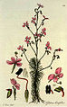 Print from William Jackson Hooker's 1823 Exotic Flora