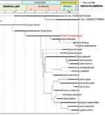 Phylogenetic tree and timeline towards the dog (Tedford 2009)